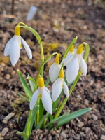 /album/rarity-a-novinky-2026-predjari/galanthus-schwefelfee1-jpg/